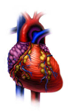 Illustration of the Heart