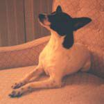 Picture of Toy Fox Terrier